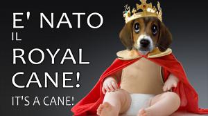 tg test e nato il royal cane